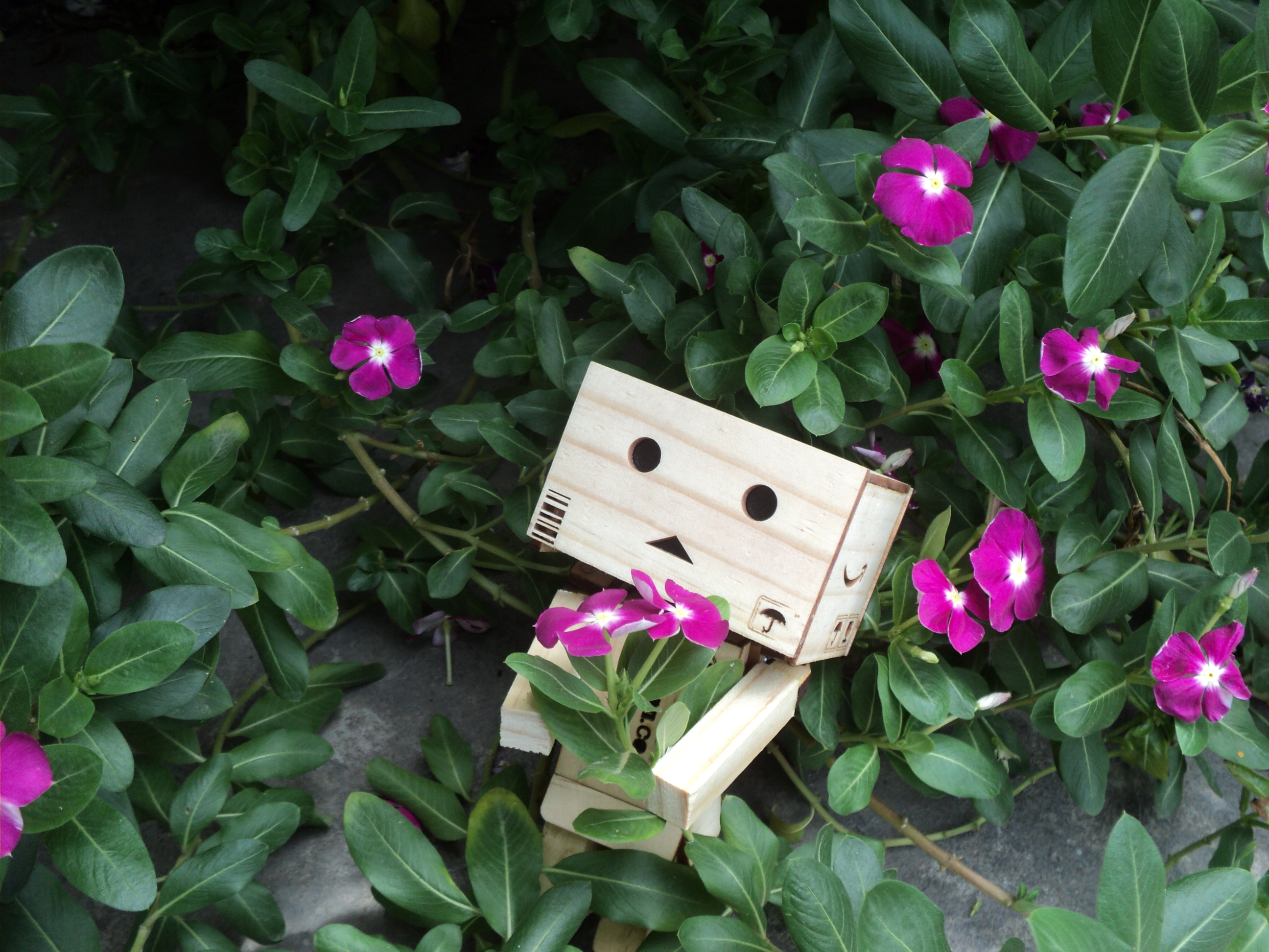 danbo gỗ, danbo giá rẻ, danbo đẹp, danbo