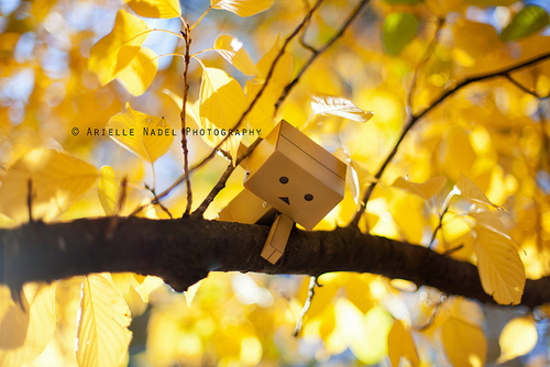 danbo, danbo gỗ, danbo dễ thương, danbo đẹp, danbo giá rẻ